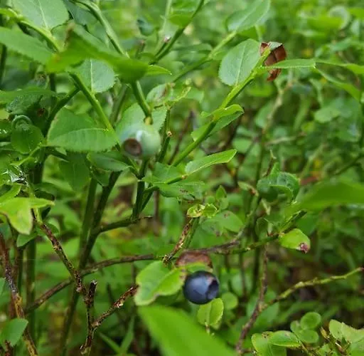 Chocolat Chalet Hohentauern